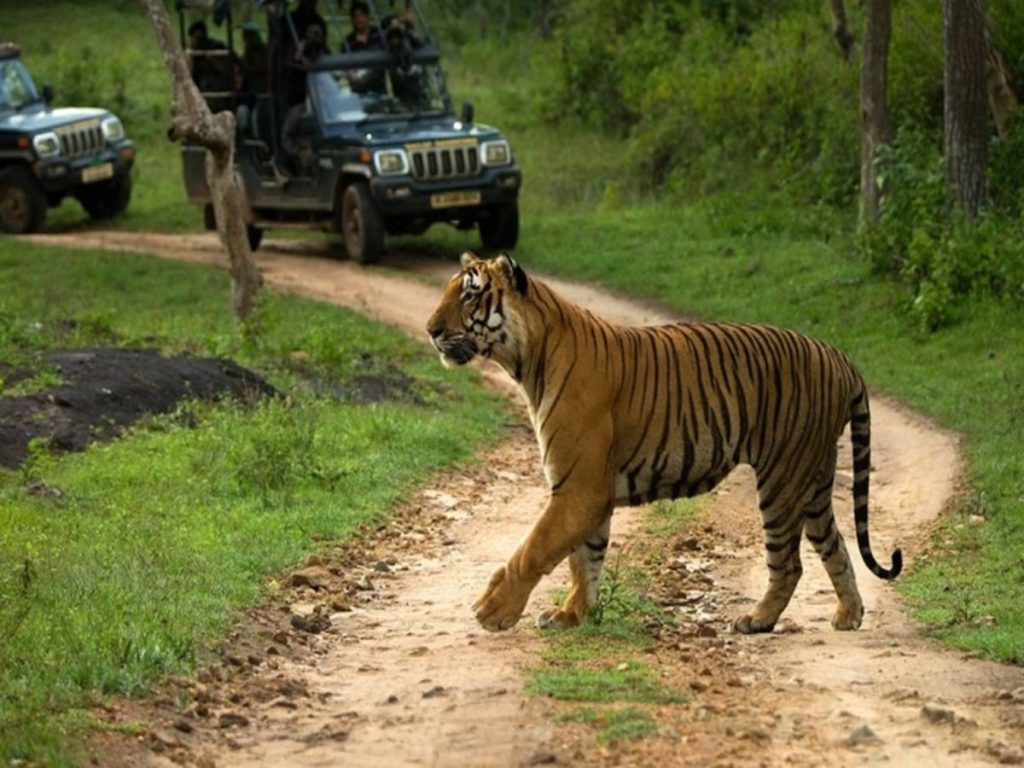 bandipur-national-park