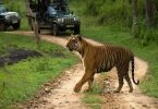 bandipur-national-park