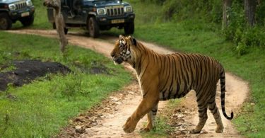 bandipur-national-park